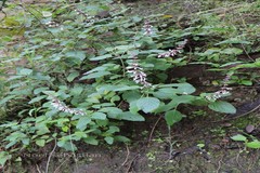 Orthosiphon pallidus